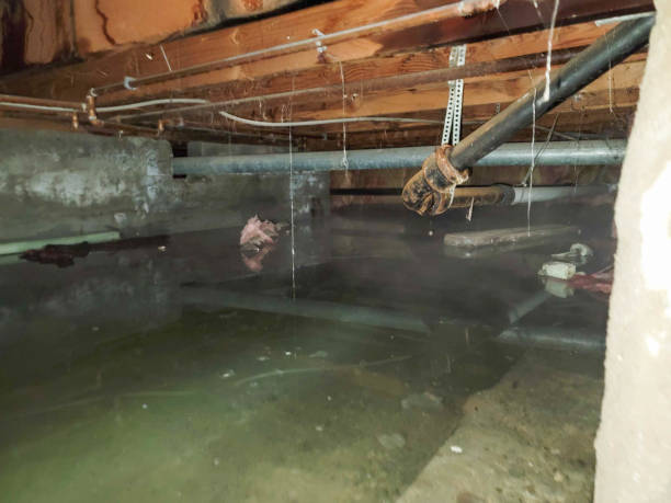 Best Water damage restoration experts  in Brogden, NC